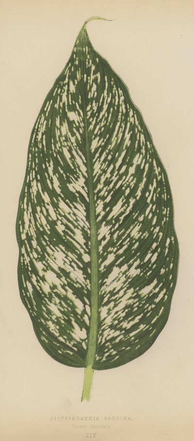 Dieffenbachia Seguina, Variety Maculata by English School